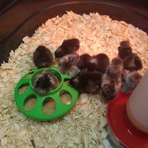 Meet your Posher, Rick